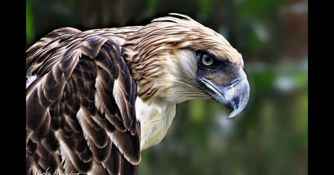 Nature Trivia Question: Where is the monkey-eating eagle native to?
