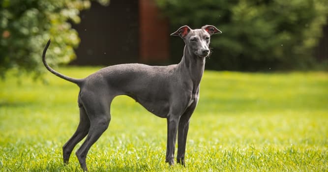 Nature Trivia Question: Which dog breed is the smallest of the sighthounds?