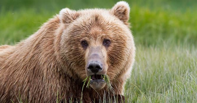 Nature Trivia Question: Which is the largest bear species?