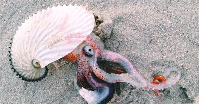 Nature Trivia Question: Which is the other name for paper nautiluses?