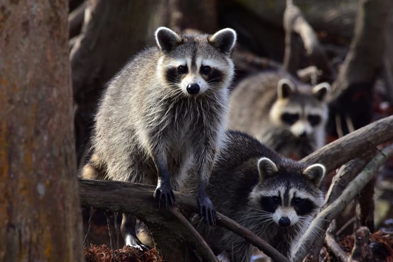 Natuur Trivia Vraag: Welke van deze behoort tot de 'wasbeer' familie?