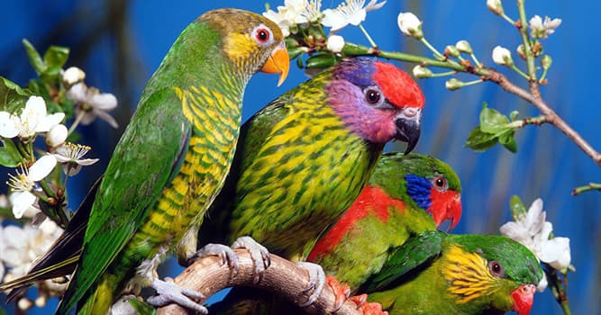 Nature Trivia Question: Which of these facts about parrots is false?