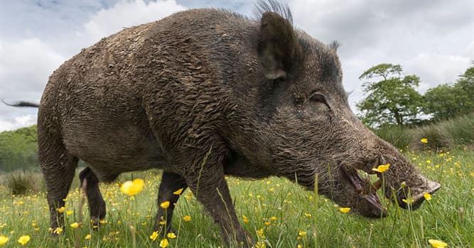 Natuur Trivia Vraag: Welke van deze is kenmerkend voor wilde zwijnen?