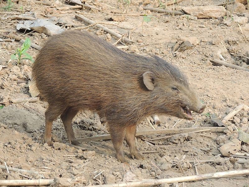 Natuur Trivia Vraag: Welke van deze is het enige lid van het geslacht 'Porcula'?