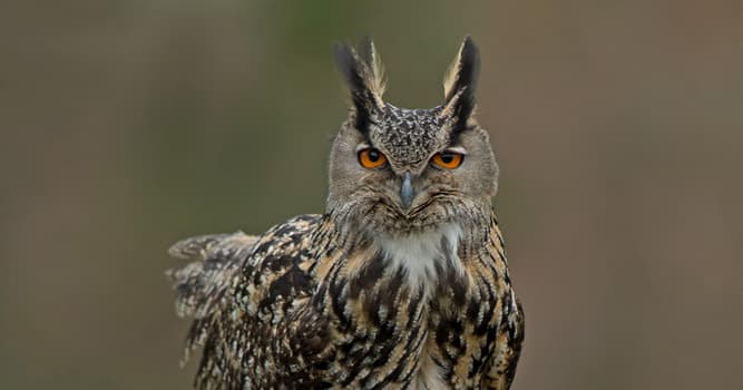 Nature Trivia Question: Which of these owl species has distinctive ear tufts?