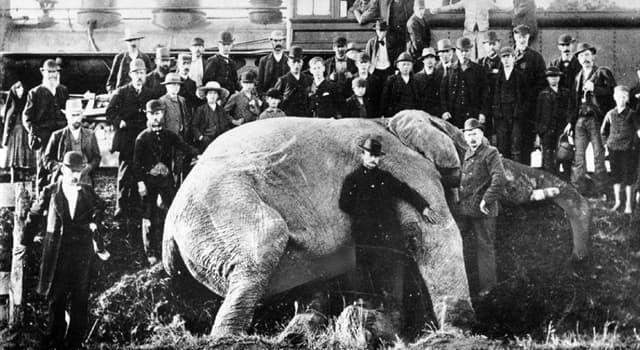 Geschiedenis Trivia Vraag: Hoe heette de beroemde olifant van het circus van Barnum?