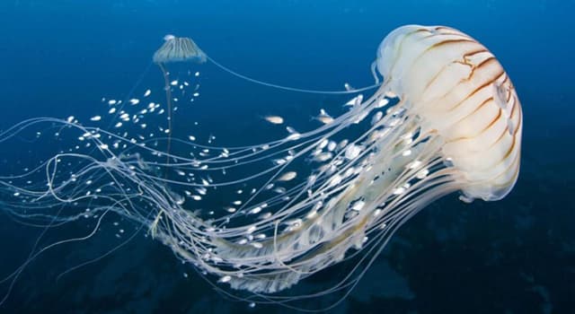 Naturaleza Pregunta Trivia: ¿A qué categoría de invertebrados pertenecen las medusas y los corales?