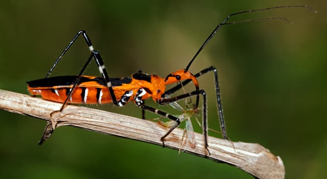 Naturaleza Pregunta Trivia: ¿A qué orden de insectos pertenece la chinche asesina?