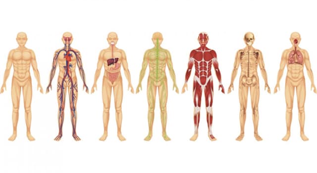 Сiencia Pregunta Trivia: ¿A qué parte del cuerpo humano se lo llama filtrum?