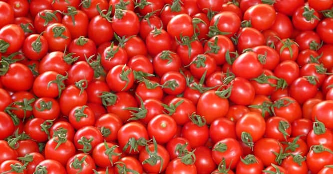 Naturaleza Pregunta Trivia: ¿Alguna vez se consideran venenosos los tomates?