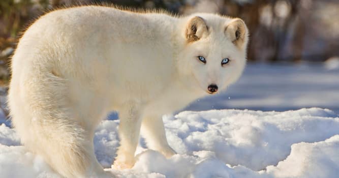 natura Pytanie-Ciekawostka: Co to za zwierzę na obrazku?