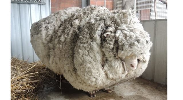 Naturaleza Pregunta Trivia: ¿Cuál era el nombre de la oveja con más lana esquilada del mundo?