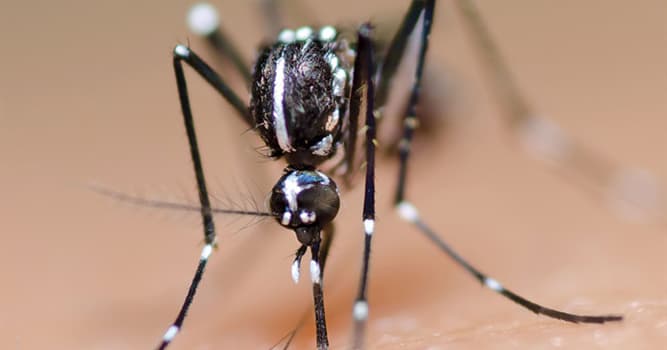 Naturaleza Pregunta Trivia: ¿Cuántas especies de mosquitos hay?