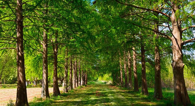Naturaleza Pregunta Trivia: ¿Cuántos árboles se necesitan para proporcionar suficiente oxígeno para una persona por año?