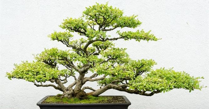 Kültür Trivia Sorusu: Bonsai (veya cüce ağaç) yetiştirme sanatı nerede ortaya çıktı?