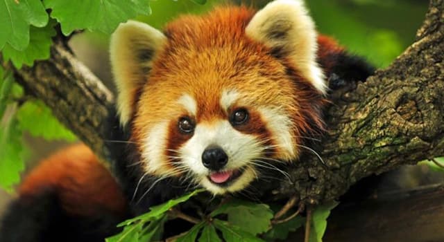 Naturaleza Pregunta Trivia: ¿De qué continente es nativo el panda rojo o panda menor?
