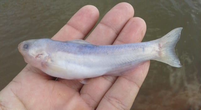 Naturaleza Pregunta Trivia: ¿Dónde habita el "candirú" también conocido como "pez cachondo"?