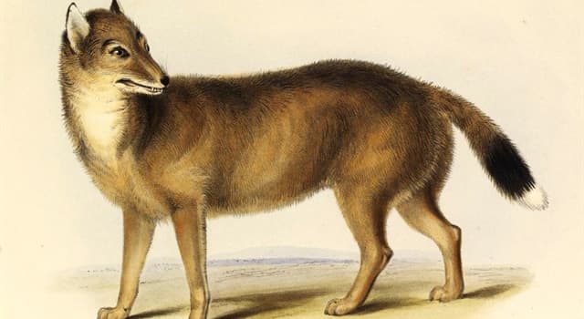Naturaleza Pregunta Trivia: ¿Dónde habitaba "El guará" (Dusicyon australis) antes de que fuera exterminado?