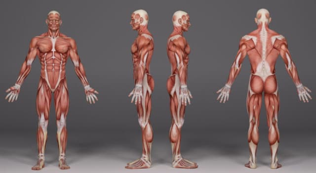 Сiencia Pregunta Trivia: ¿En dónde se encuentra en el cuerpo humano el músculo llamado sóleo?