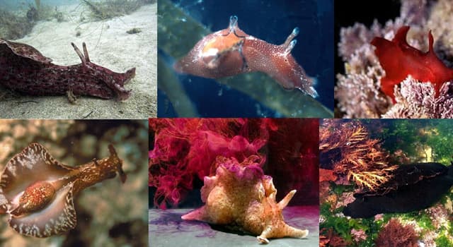 Naturaleza Pregunta Trivia: ¿En qué mares habita principalmente la "liebre de mar" o "aplisia"?