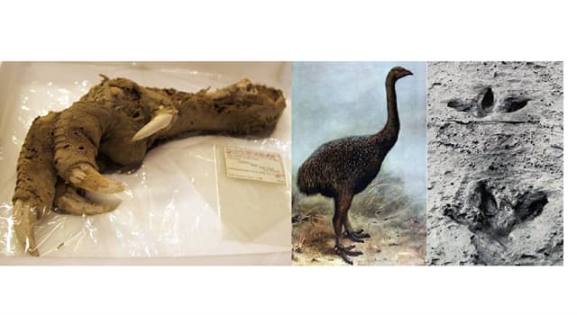 Сiencia Pregunta Trivia: ¿En qué país se encontró una pata intacta perteneciente a un ave extinta llamada Upland Moa?