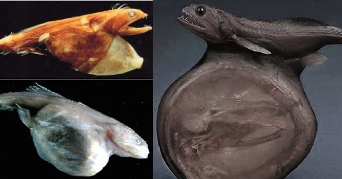 Naturaleza Pregunta Trivia: ¿En qué zonas del mar habita el pez llamado "Engullidor negro"?