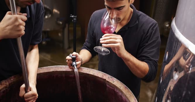 Culture Trivia Question: How many basic stages to the winemaking process are there?
