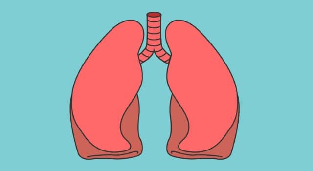Science Trivia Question: How many lobes does the right lung have?