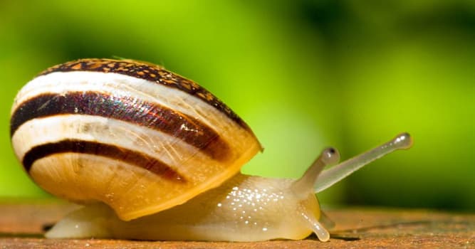 Hasta cientos de miles de dientes tienen los caracoles  How-many-teeth-do-snails-have