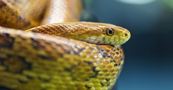 Nature Trivia Question: How many vertebrae does a snake have?