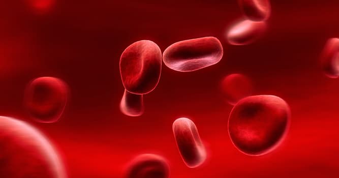 Science Trivia Question: How much of the body's total blood volume does plasma make up?