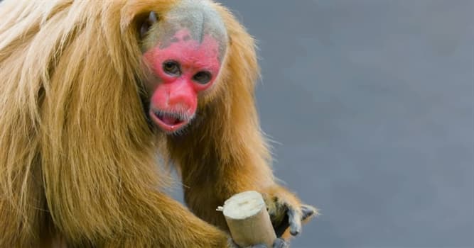 Nature Trivia Question: In which country is a bald uakari found?