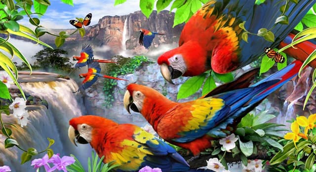 Doğa Trivia Sorusu: Kea hangi hayvan sınıfına aittir?