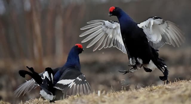 Natuur Trivia Vraag: Hoe heet het gedrag van vogels aan het begin van de paartijd?