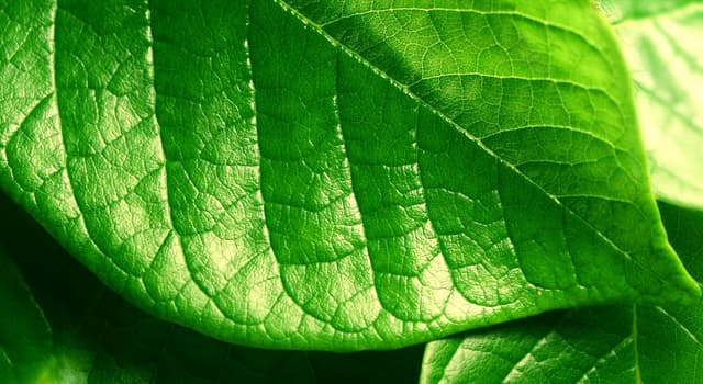 Wissenschaft Wissensfrage: Wie heißt ein natürlicher grüner Farbstoff, der von Pflanzen gebildet wird, die Photosynthese betreiben?