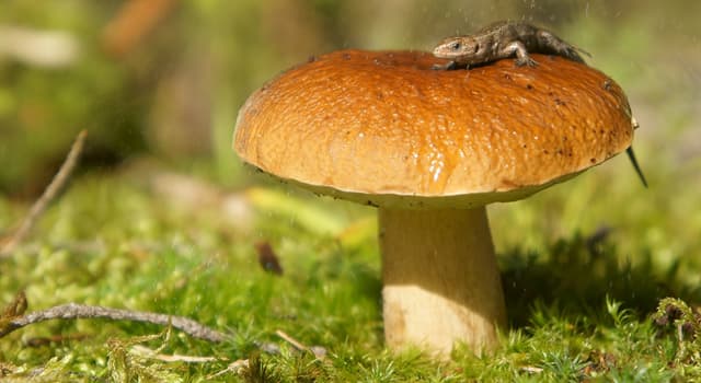 natura Pytanie-Ciekawostka: Którego owada potrafi zamienić w zombie chorobotwórczy grzyb Ophiocordyceps unilateralis?