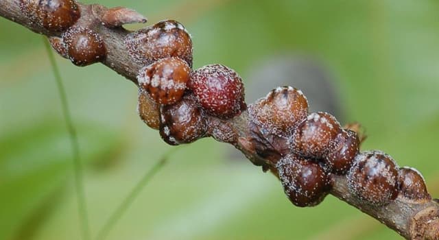 Natuur Trivia Vraag: Welk insect kan de temperatuur van -42°C (-43,6 ° F) overleven?