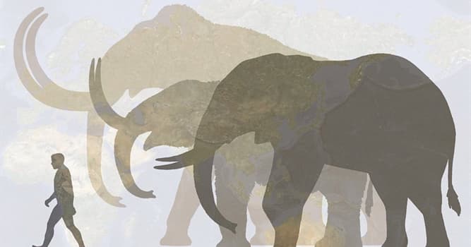 Naturaleza Pregunta Trivia: ¿Qué animal tiene de ancestro al extinto Paraceratherium?