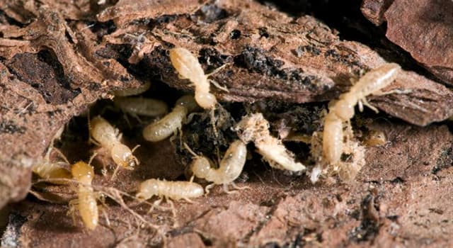 Naturaleza Pregunta Trivia: ¿Qué ácido se utiliza para atacar la invasión de termitas?