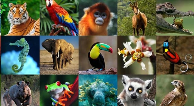 Naturaleza Pregunta Trivia: ¿Qué tipo de animal es el sapenco o burgajo?