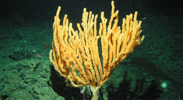 Сiencia Pregunta Trivia: ¿Qué tipo de coral ha sido descubierto en Mallorca, de una especie catalogada como "En Peligro Crítico"?