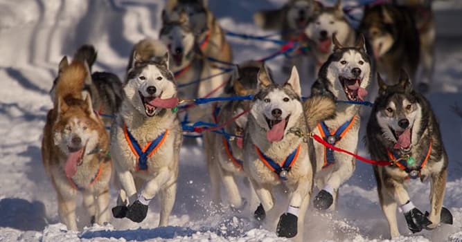 Deporte Pregunta Trivia: ¿En qué estado de Estados Unidos se lleva a cabo la carrera de trineos de perros conocida como Iditarod?