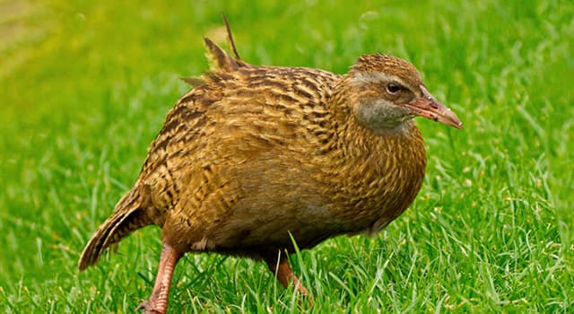 Natuur Trivia Vraag: De weka, een soort loopvogel, is inheems in welke regio?