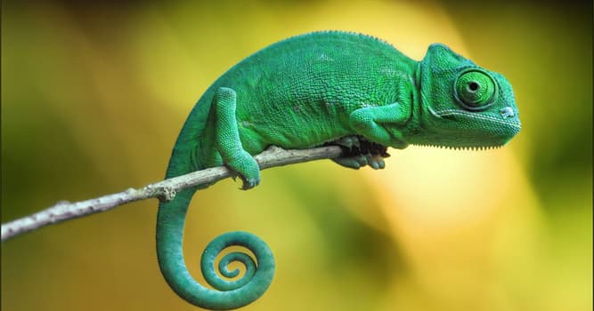 Natur Wissensfrage: Warum wechseln Chamäleons ihre Farbe?