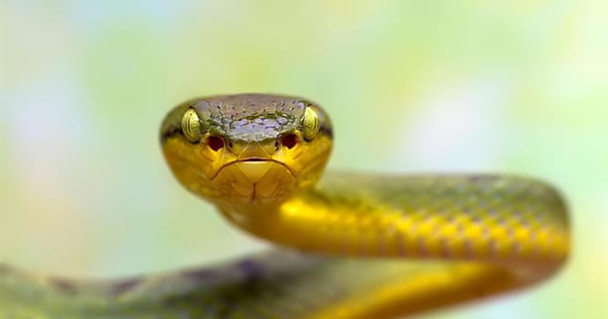 Natur Wissensfrage: Welche Tiere können giftige Schlangen töten?