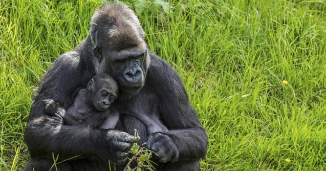 Nature Trivia Question: What is a group of gorillas called?