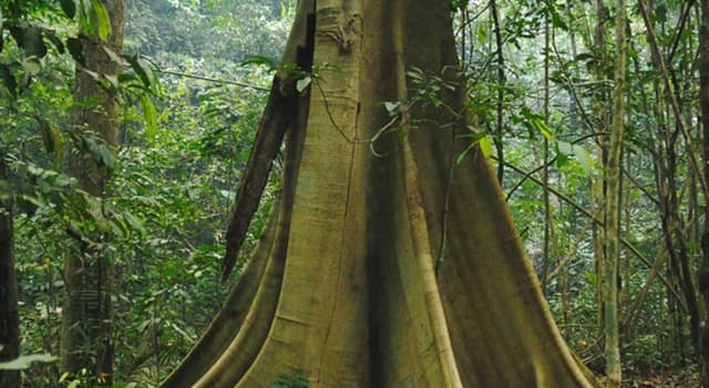 Science Trivia Question: Which of these is the largest carbon reserve on Earth?