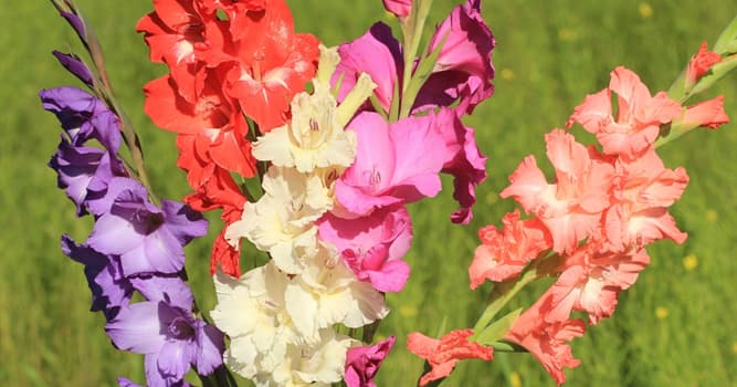 Cultuur Trivia Vraag: Wat is de betekenis van het Latijnse woord waarvan het Engelse woord 'gladiolus' afgeleid is?