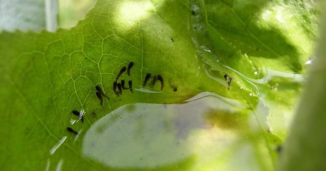 Natuur Trivia Vraag: Hoe heet een kleine met water gevulde holte bij een landplant?