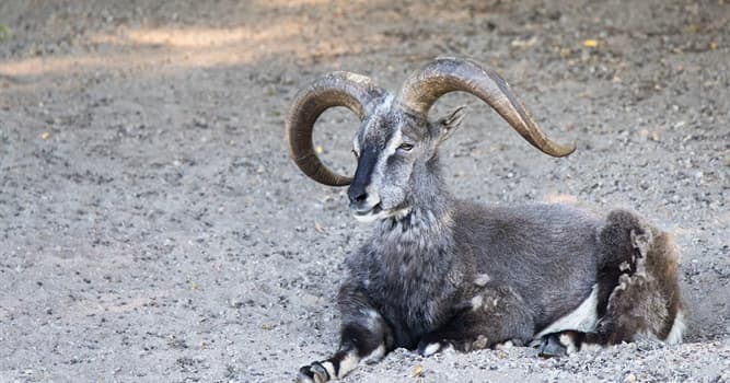 Naturaleza Pregunta Trivia: ¿Cuál de estos animales es llamado igualmente la cabra azul del Himalaya?